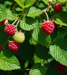 Ripe and Unripe Raspberries Growing on Green Bush