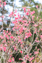 Chinese New Year Flower: Prunus Campanulata in Bloom
