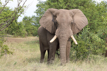 Obraz premium Afrikanischer Elefant / African elephant / Loxodonta africana
