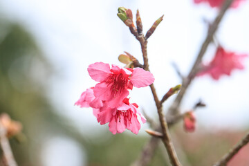 Vibrant Pink Cherry Blossoms in Full Bloom