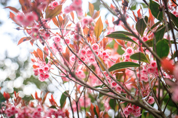 The Chinese New Year Flower, Delicate Pink Enkianthus Blossoms with Warm-Tinted Leaves