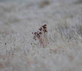 meadow in winter