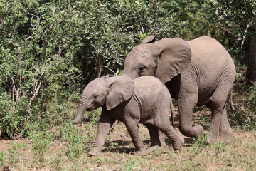 Afrikanischer Elefant / African elephant / Loxodonta africana