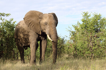 Obraz premium Afrikanischer Elefant / African elephant / Loxodonta africana