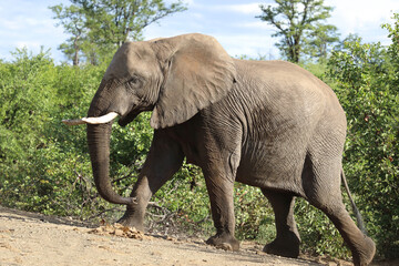 Fototapeta premium Afrikanischer Elefant / African elephant / Loxodonta africana
