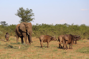 Afrikanischer Elefant und Kaffernbüffel / African elephant and African buffalo / Loxodonta...