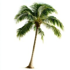 A close-up of a coconut palm
