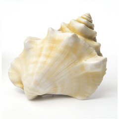 A close-up of a conch shell