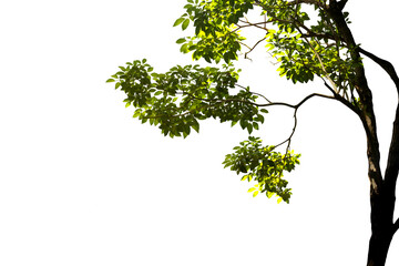 Image of branches with green leaves growing separately from the trunk of a big tree in nature. Separated into a png file with a transparent background.