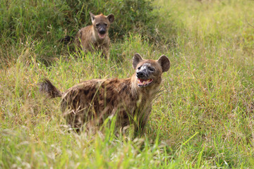 Tüpfelhyäne / Spotted hyaena / Crocuta crocuta..