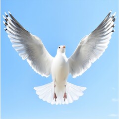 Obraz premium A seagull by the shore