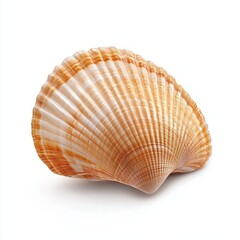A close-up of a seashell