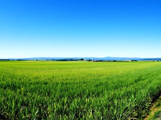 Obraz premium Expansive Green Field Beneath a Bright Blue Sky on a Sunny Day in the Countryside Landscape View