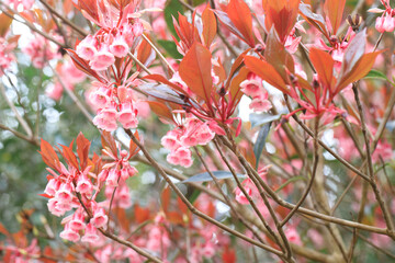 The Chinese New Year Flower, Delicate Pink Enkianthus Blossoms with Warm-Tinted Leaves