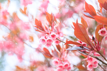 The Chinese New Year Flower, Delicate Pink Enkianthus Blossoms with Warm-Tinted Leaves