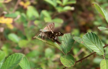Long-tailed tropical butterfly on green leaf in Florida nature