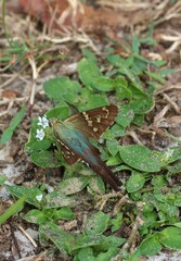 Long-tailed tropical butterfly on green leaf in Florida nature