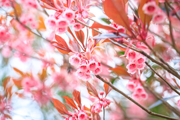 The Chinese New Year Flower, Delicate Pink Enkianthus Blossoms with Warm-Tinted Leaves