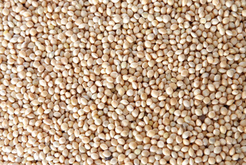 Collection of canary seeds