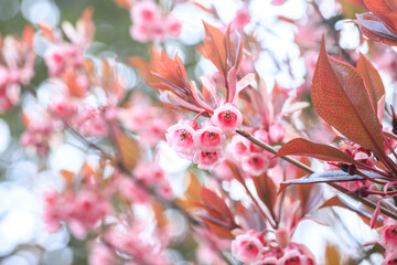 The Chinese New Year Flower, Delicate Pink Enkianthus Blossoms with Warm-Tinted Leaves