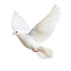 Obraz premium Graceful dove in nature