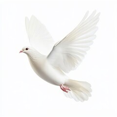 Fototapeta premium Graceful dove in nature