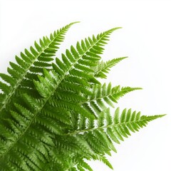 Close-up of fern leaves