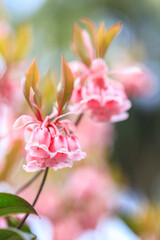 Obraz premium Enkianthus Blossoms, The Chinese New Year Flower in Spring in Hong Kong