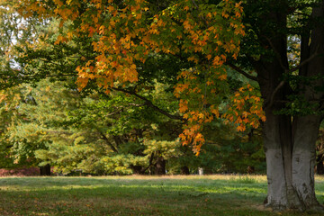 Naklejka premium trees in autumn