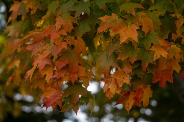 autumn maple leaves
