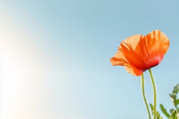 Obraz premium Coral poppies against pastel blue