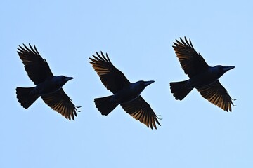 Obraz premium Three Silhouetted Crows in Flight Against a Clear Blue Sky, Capturing a Moment of Nature's Grace and Bird Behavior