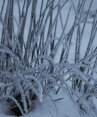 meadow plants in winter