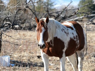 A horse staring at me, Boulder, Colorado