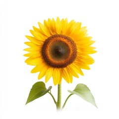 Fototapeta premium Sunflower in the field