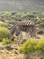 zebra in the wild