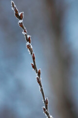willow branches in winter