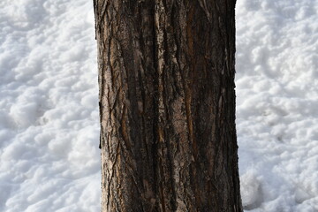 Tree trunk with snow in background. Bark up close.