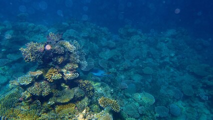 An underwater view reveals a lively coral reef, showcasing various corals and a swimming fish....