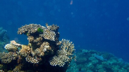 Colorful corals flourish in the clear blue sea, showcasing diverse marine life and intricate formations. This peaceful underwater environment is serene and alive with natural beauty