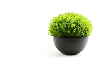 A green potted plant, isolated on a white background