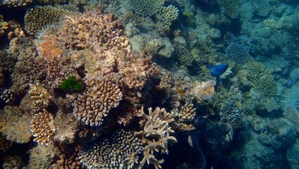 Colorful corals flourish underwater, creating a lively habitat for various fish species. Sunlight filters through the water, enhancing the vibrant colors of the ecosystem