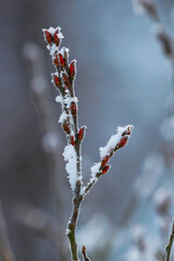 branch with snow