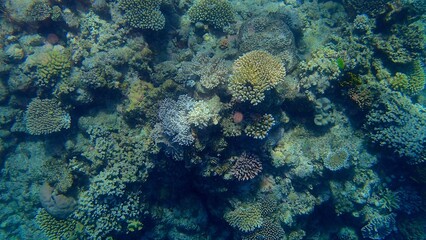 The scene captures a stunning coral reef teeming with life, featuring colorful corals and marine creatures swimming gracefully beneath clear blue water