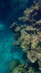 Colorful coral formations thrive in clear blue waters, creating a lively underwater habitat. Fish swim among the corals, highlighting nature's beauty in this aquatic paradise