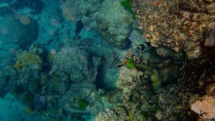 Colorful marine life thrives among the intricate coral formations. Schools of fish dart through the clear turquoise waters, creating a lively underwater ecosystem