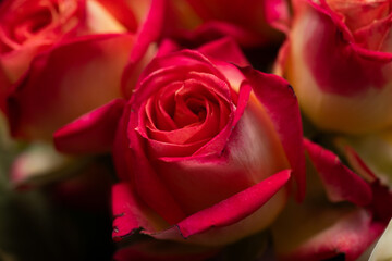 Bright Coral Pink Roses Closeup