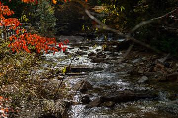 赤沢自然休養林