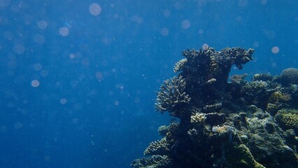 Coral formations flourish in the depths of a serene ocean, showcasing vibrant marine life. Sunlight filters through, illuminating the diverse underwater ecosystem