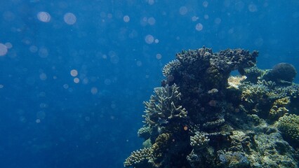 A vibrant coral reef is visible beneath serene blue water, showcasing diverse marine life among varied coral formations, creating a captivating underwater ecosystem